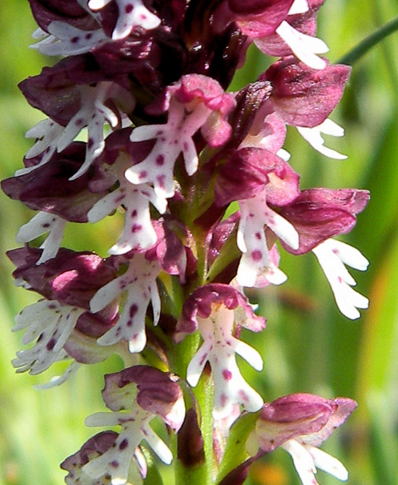 Orchidea bruciata